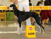 20. 11. 2010  CAC, CACIB, BOB, BIG III