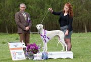 BOB Klubová výstava Saluki klubu 6.5.2018