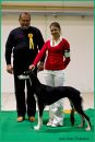 CAC, CACIB, BOB, BIG II