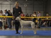CAC, CACIB