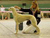 Dabka´ s Italy - CAC